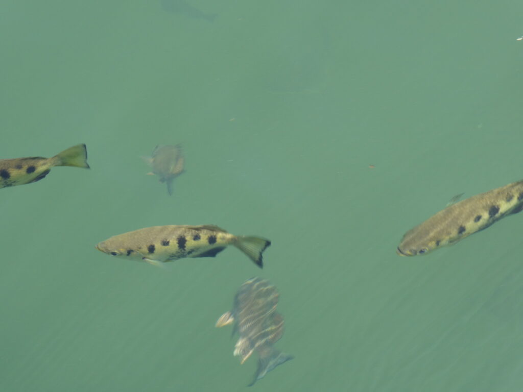 chamberlain Gorge (1)