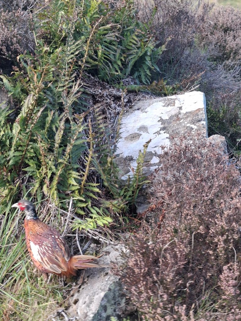 20250925_171617 20250925_171617