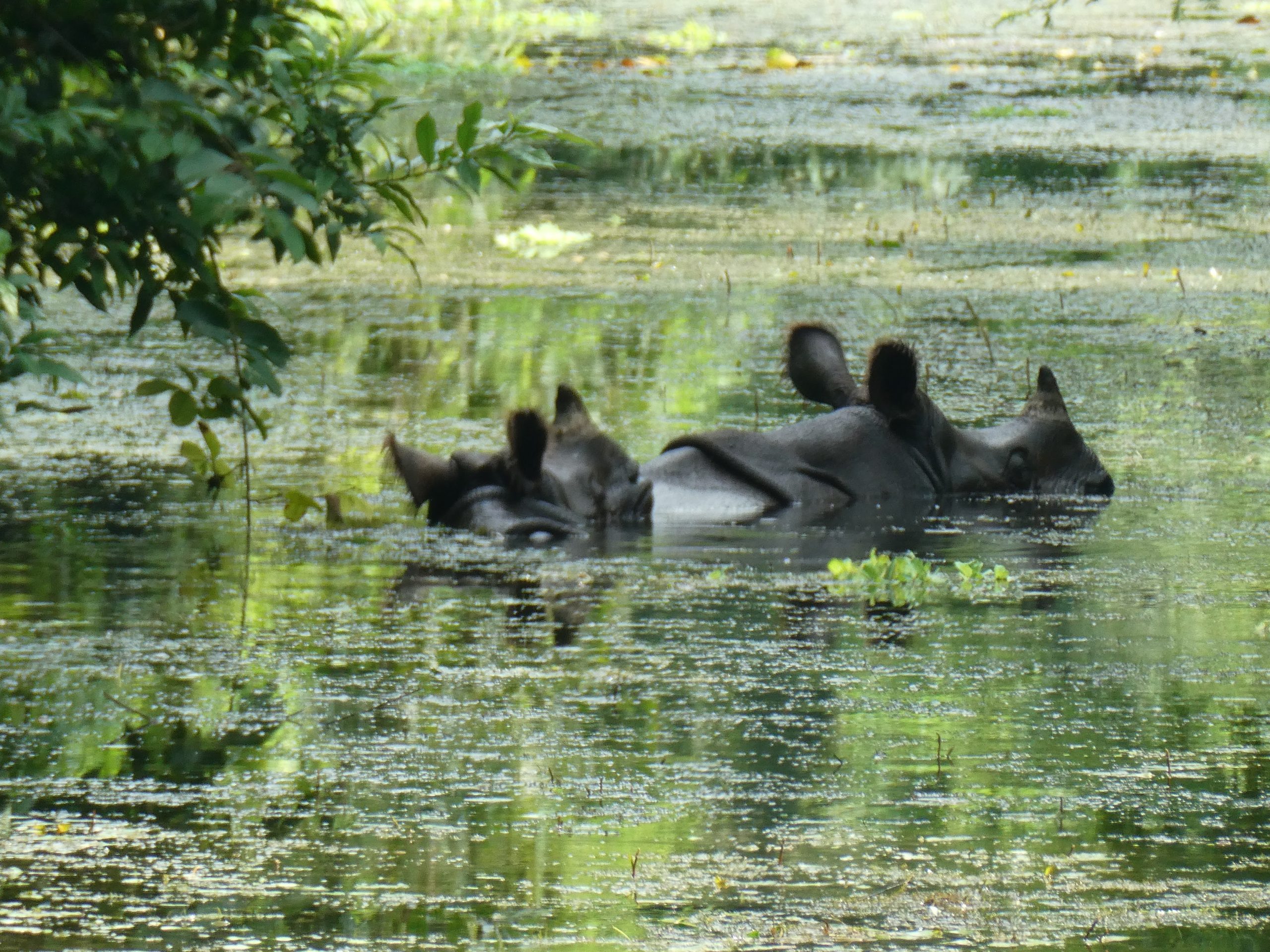 P1060955 P1060955
